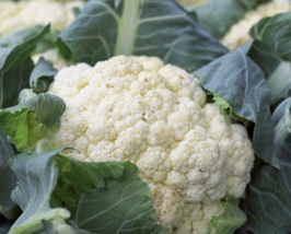 Easy To Grow Seed - 200 Seeds Cauliflower Snowball Y Improved, Non-GMO - £3.17 GBP