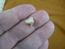 SJ255-27) 2 teeth from SUPER RARE Male Megamouth Shark Megachasma Pelagios - $252.00