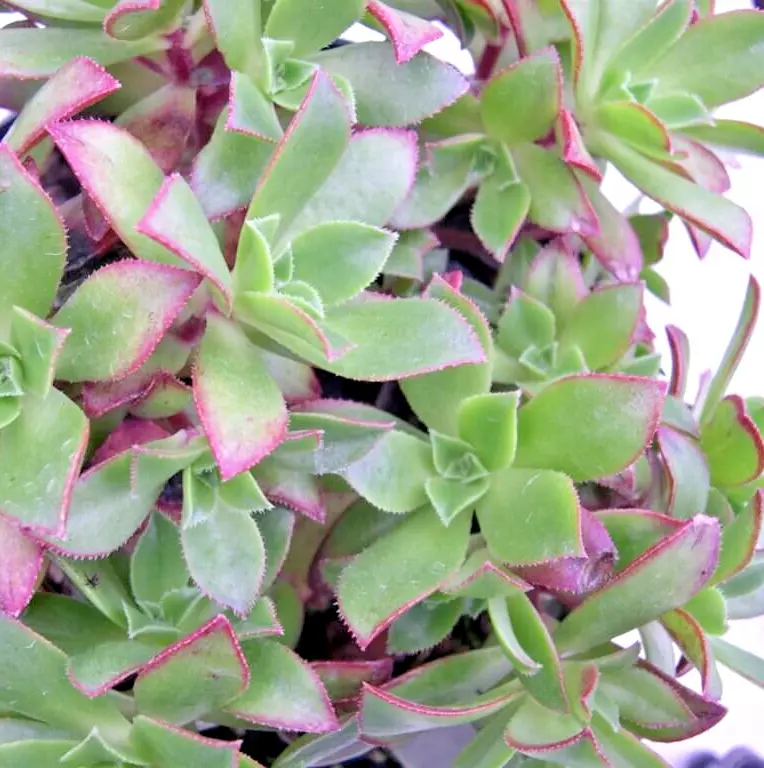 Succulent Crassula Arborescens SILVER DOLLAR 3 Live 2-4&quot; unrooted Plant ... - $32.00