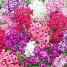US Seller 200 Seeds Phlox Dwarf Mix 12&quot;&quot; Tall Rock Gardens Spring Blooms - £8.00 GBP
