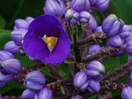 Hawaiian Exotic Flower Blue Ginger Dichorisandra Thyrsiflora Plant Root - $23.88