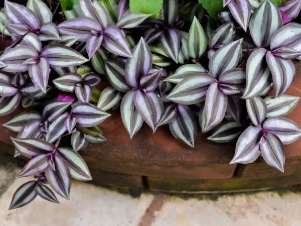 Tradescantia Zebrina 6 Unrouted Cuttings for rooting Perfect for Hanging... - $18.08