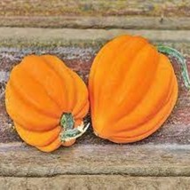 Table Gold Acorn Squash Seeds New Fresh US Shipping - $89.47 MXN