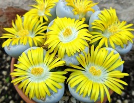 LITHOPS GEYERI, rare living stones exotic mesembs rocks succulent seed 100 SEEDS - £7.85 GBP