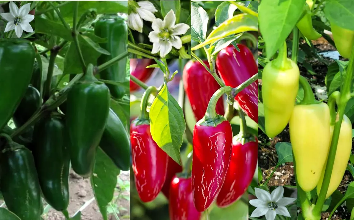 100++ Jumbo Jalapeño Pepper Seeds 3-Types: RED, Green, Yellow XL Pepper Heirloom - $11.75