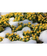 10 Seeds Winter Aconite Eranthis Hyemalis Yellow Sun Shade Flower Seeds - £7.88 GBP