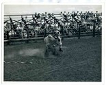 1960 Texas Rodeo Photograph Brahma Bull Tossing Cowboy - $27.69