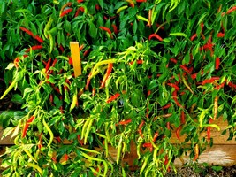 New Fresh Seeds Thai Chilli Super 30 Seeds Very High Yield - $7.18