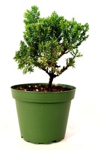 Bonsai Juniper Tree - Japanese Art Live House Plants for Indoor and Outdoor yard - $18.45