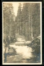 Vintage Photo Postcard UDB Rocky Mountains Douglas Fir Mountain Stream - £11.70 GBP