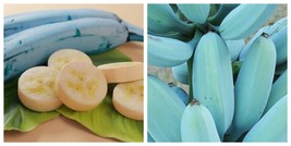 Banana Blue Java Exotic Ornamental / Musa acuminata/ (live Fruit tree)  - $81.99