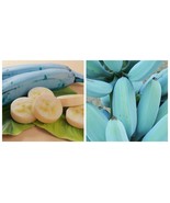 Banana Blue Java Exotic Ornamental / Musa acuminata/ (live Fruit tree)  - $112.13 CAD