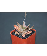 Garden Store 2&quot;&quot; Pot Gasteria Liliputana, ExoticRare Succulent Plant Cac... - $422.13 MXN