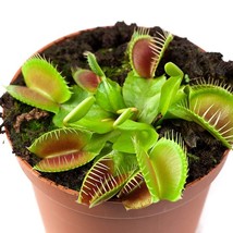 New Fresh Seeds Dionaea Muscipula Venus Flytrap Flower Seeds 10 Seeds - £10.28 GBP