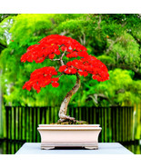 Red Flame Tree {Delonix Regia} Bonsai Favorite  5 Seeds  - £8.58 GBP