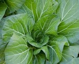 Vates Collard Greens Seeds 300 Garden Vegetables Salad Cooking Fast Ship... - $8.99