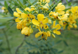 10 Pc Seeds Senna Kassod Tree Plant, Cassia siamea Seeds for Planting | RK - £15.10 GBP