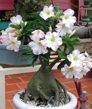 1 Seeds, White Desert Rose Seeds CO-1606 - $15.18