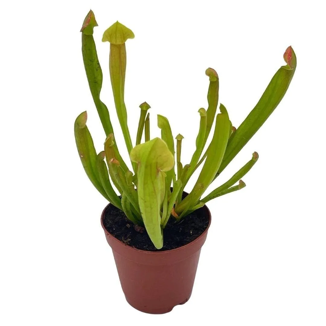 Sweet Pit iner Plant Carnivorous Plant Sarracenia rubra Walter pit inerp... - $37.10