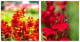 Red Wildflower Seeds, Tall, Bulk Lobelia Cardinal Flower Seeds 1200 Seeds - £13.58 GBP