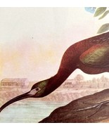Glossy Ibis Bird 1946 Color Art Print John James Audubon Nature Antique ... - £24.48 GBP