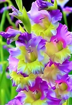 1 Royal Gladiolus Bulb Purple Gold Ombre Flower Plant Beautiful Bulbs From US  - $20.99