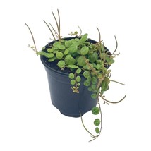 String of Turtles, Peperomia prostrata, Vining Plant, Live in a 4 inch Pot by Bu - £14.56 GBP
