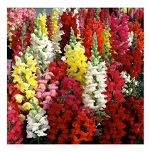 Snapdragon Seeds, Tetra Mix, Multi Color Blooms, Bees and Butterflies, FREE SHIP - £1.30 GBP+