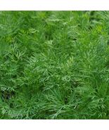 Dukat Dill, Heirloom, NON-GMO, Leafy Foliage, FREE SHIPPING  - €1,62 EUR+