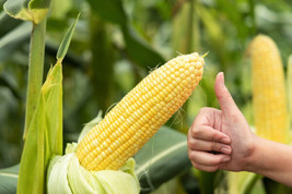 50 Seeds Honey Select Corn Zea Mays Quick Plant Magical Heirloom Seeds - £6.46 GBP