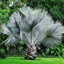 20 Seeds Bismarckia Nobilis Silver Palm Tree Seeds - £8.70 GBP