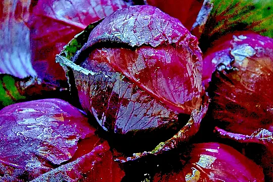 500+ Cabbage Red Acre Heirloom Non Gmo Vegetable Seeds, I Fresh Garden - £7.00 GBP