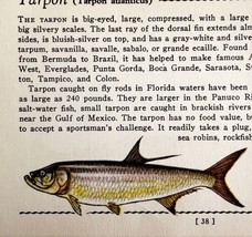 Tarpon 1939 Salt Water Fish Gordon Ertz Color Plate Print Antique PCBG19 - £23.44 GBP