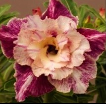 USA SELLER Adenium Obesum Grafted Plant &quot;Cf 05&quot; Desert Rose Plant - $50.98