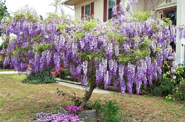 New Fresh Seeds 10 Kentucky Wisteria Seeds Wisteria Macrostachya Fast Ship - $11.80