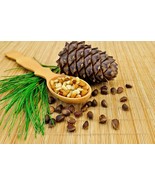 Pinus sibirica seeds, Siberian pine graines, Siberian cedar FREE SHIPPING - £4.97 GBP+