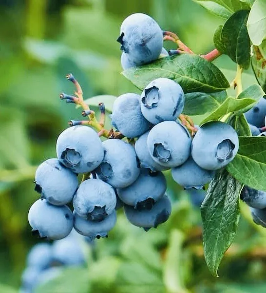 200 European Blueberry Rare Autumn Low Bush Sweet Delicious Fresh Seeds - £10.80 GBP