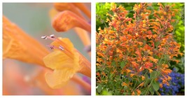 Live Plant Mango Tango Butterfly Bush Lilac Shrub  - £50.89 GBP
