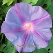 50 seeds / pack Purple Morning Glory Seeds Ipomoea Nil Very Easy to Grow  - £5.50 GBP