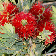 Live Plant Little John Bottlebrush Dwarf Tree (Melaleuca) - Callistemon - £44.28 GBP