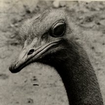 c1970s Ostrich Head Neck Black White Photograph Steven Willhite Glen Ellyn IL - £11.95 GBP