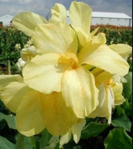 Dwarf Yellow Canna Lily 25 Seeds + 20 Zinnia Mix Tangelo 23 Full Grown - $18.00