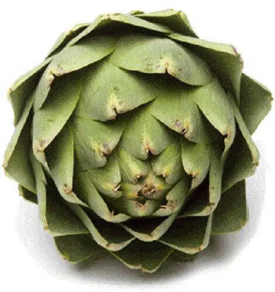 Top Seller 75 Green Globe Artichoke Cynara Scolymus Vegetable Seeds - £11.63 GBP