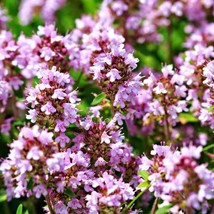 Creeping Thyme Thymus Pulegioides Wild Groundcover Fragrant Lavender 1000 Seeds - £10.80 GBP