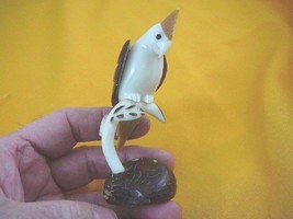 (TN-BIR-CL-197) white tan COCKATIEL bird TAGUA NUT Figurine carving Vege... - £18.82 GBP