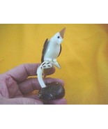 (TN-BIR-CL-197) white tan COCKATIEL bird TAGUA NUT Figurine carving Vege... - $453.71 MXN