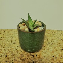 Haworthia Succulent in Ceramic Green Crackle Planter, 2&quot;, with River Rocks - £12.01 GBP