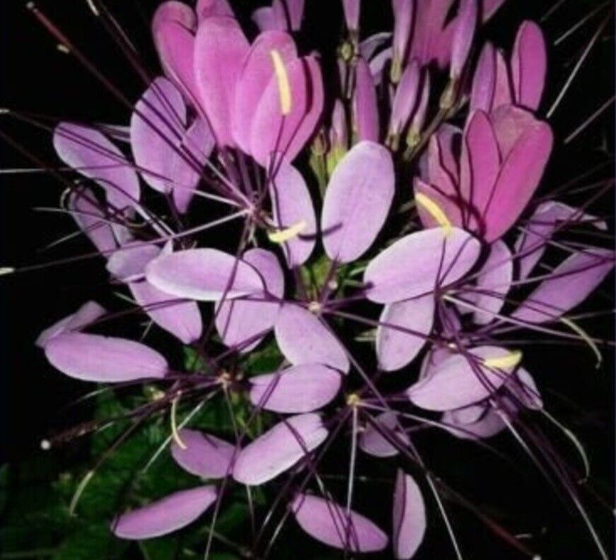 100 Purple Queen Spider Seeds Clome Spinosa Perennial Fresh Gardening - $8.98