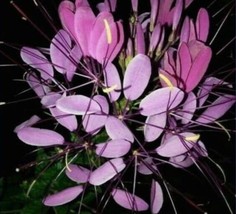 100 Purple Queen Spider Seeds Clome Spinosa Perennial Fresh Gardening - $8.98