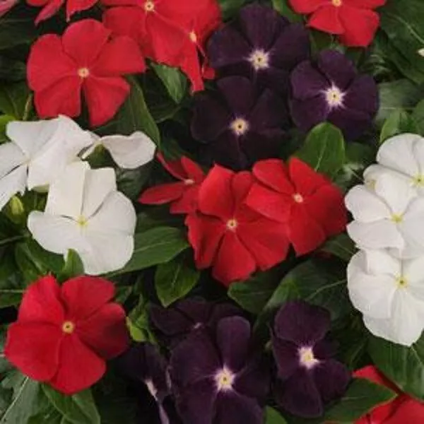 Mpb#5 Vinca Seeds Vinca Jams &amp; Jellies American Pie Mix 25 Seeds Fresh New - £10.72 GBP